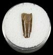 Partial Dromaeosaur (Raptor) Tooth - Montana #4438-1